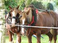 2006 Fete Chataigne(5)